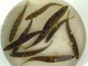 Stocking Fish from Outside Sources