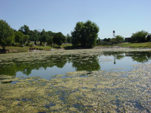 Chara Algae - Lake Restoration