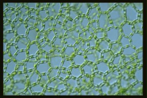 hydrodictyon-green-algae-300x200