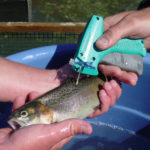 Fish management services from Aquatic Environment Consultants