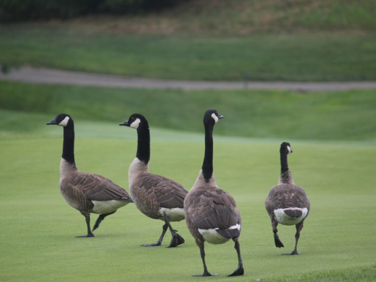 The Impact of Canada Geese on Ponds & Lakes AEC Lakes