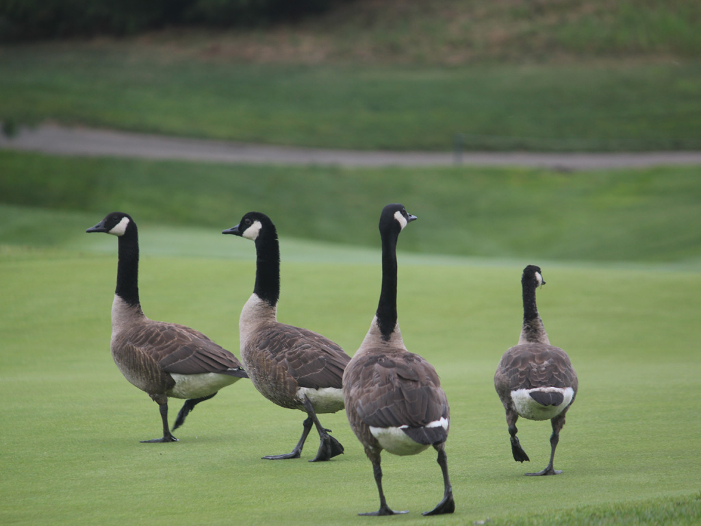 geese on golf course