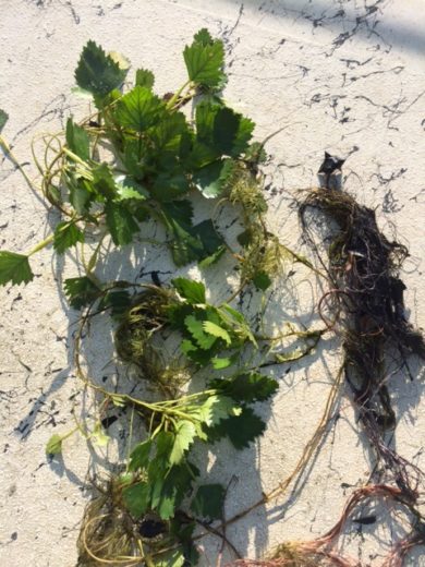 6 Common Mid-Atlantic Invasive Aquatic Plants | AEC Lakes