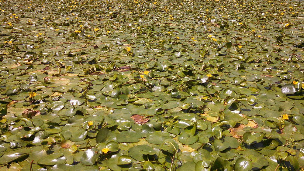 overgrowth of plants in pond