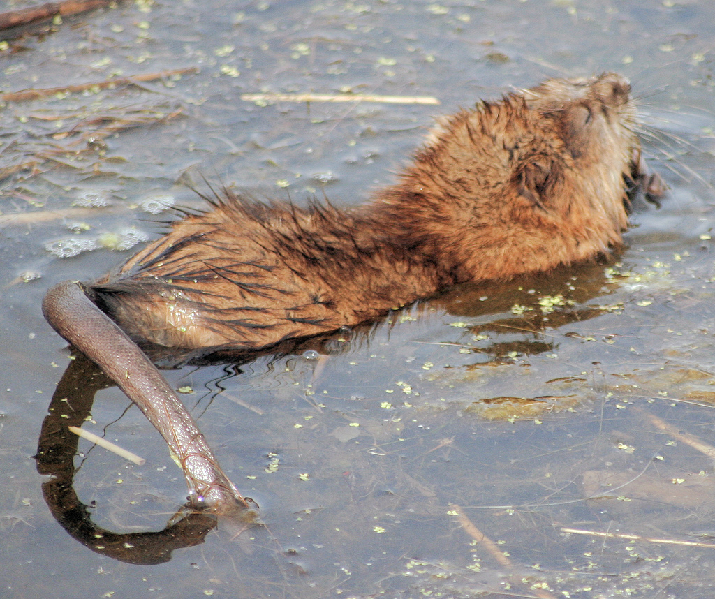 muskrat stuffed animal