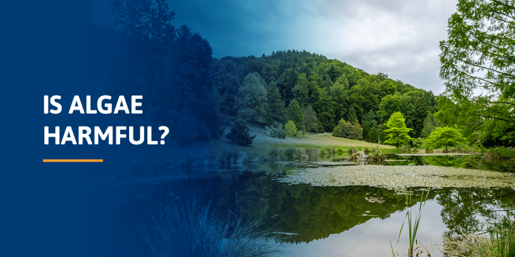 Is Algae Harmful to Humans and Animals? Aquatic Consultants