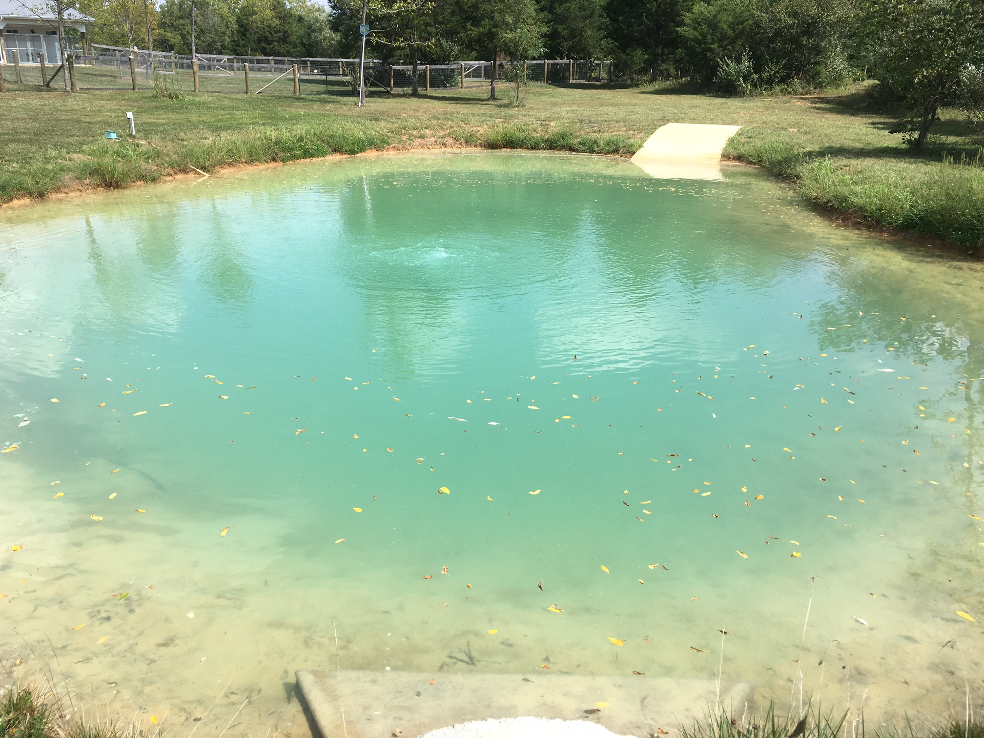 pond after aquatic environment consultants maintenance services