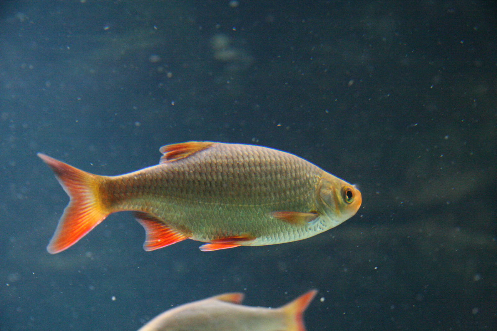 European rudd invasive species fish