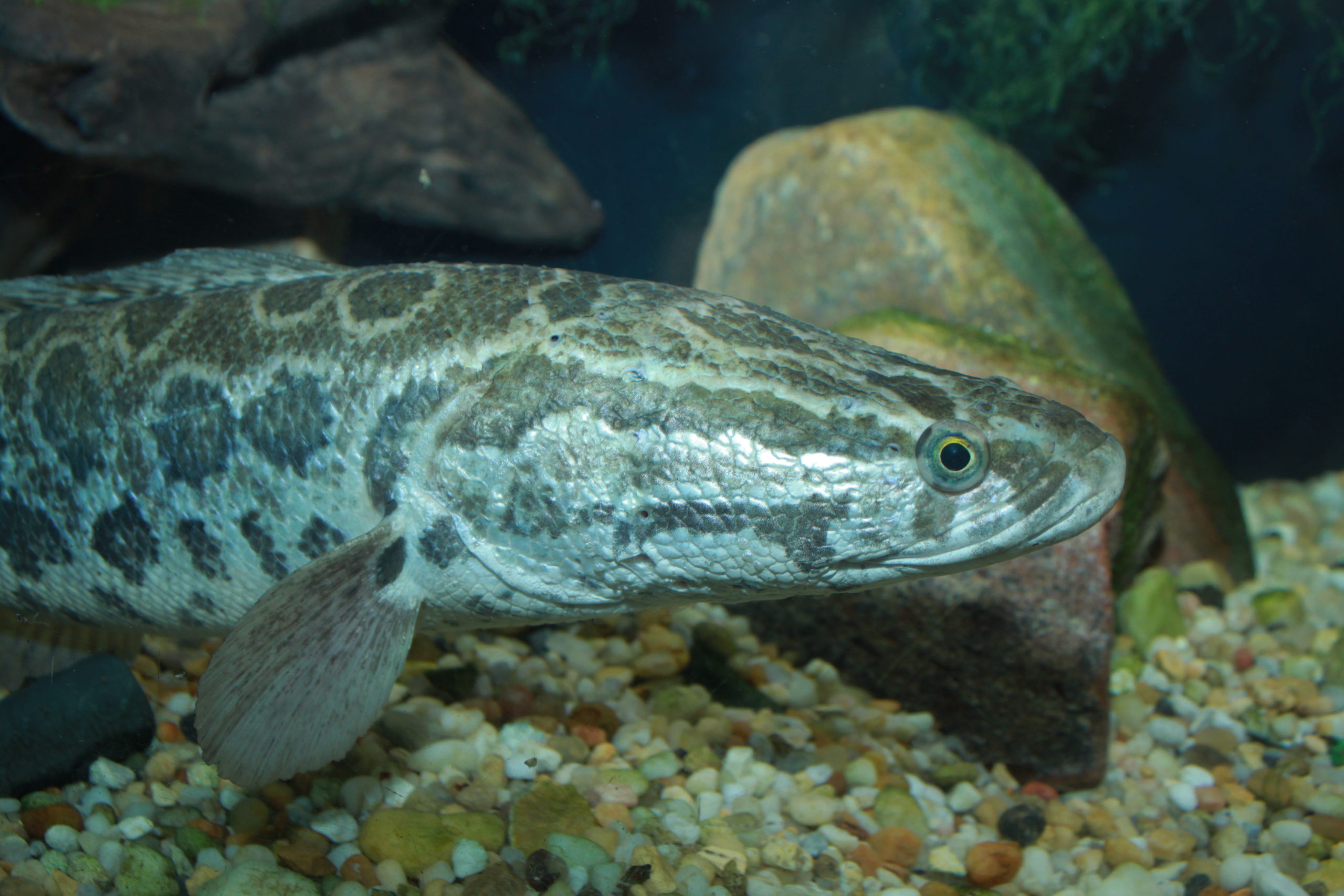 Northern snakehead invasive species fish